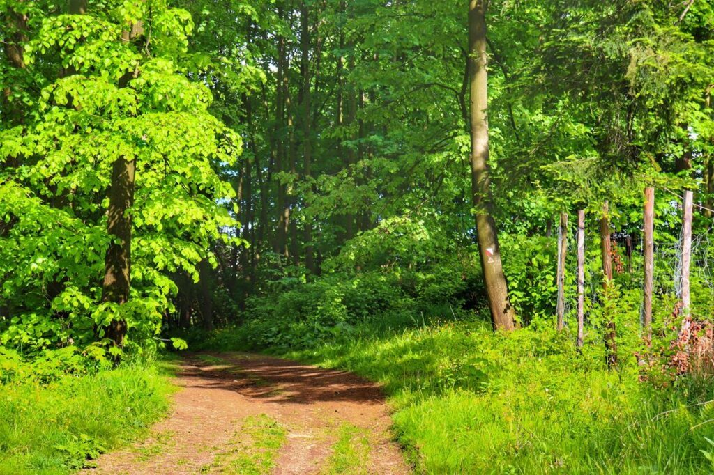 Wiosna w Goleszowie, droga leśna, czerwony szlak spacerowy