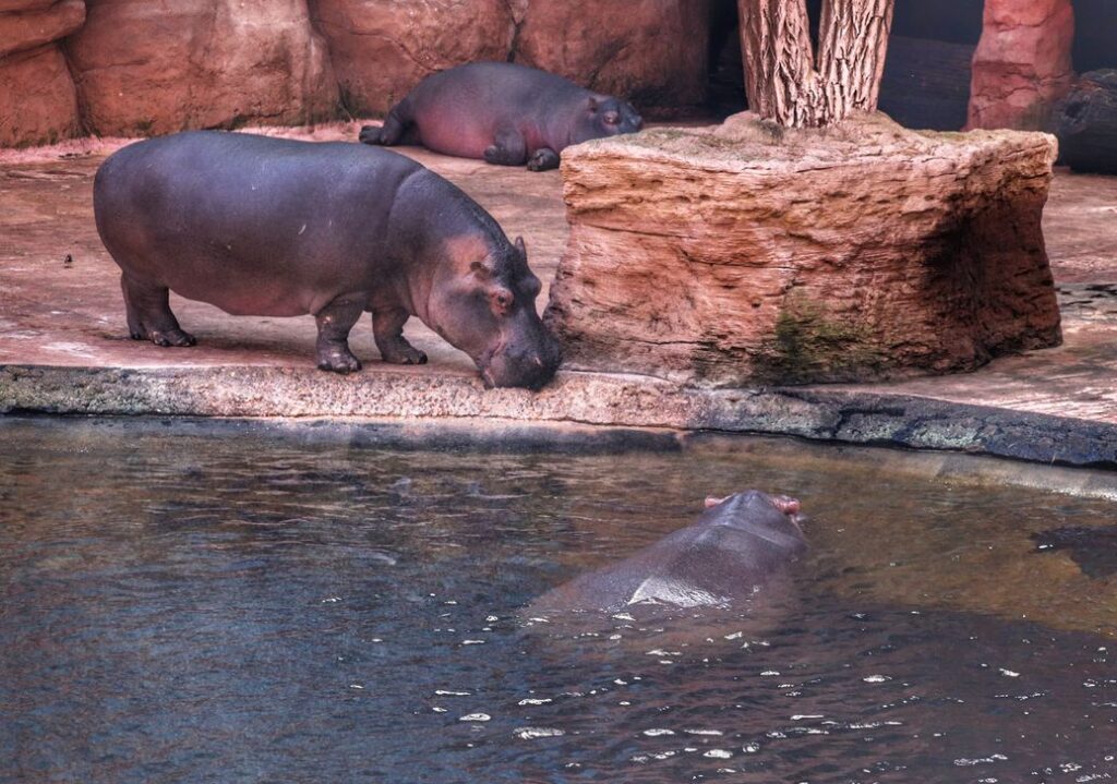 Zoo Wrocław - hipopotam nilowy