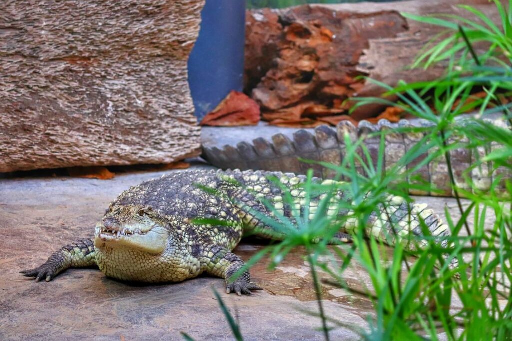 Zoo Wrocław - krokodyl