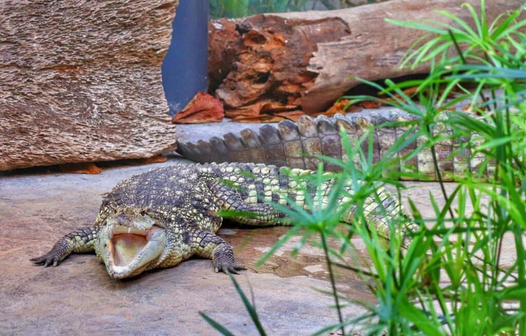 Zoo Wrocław - krokodyl