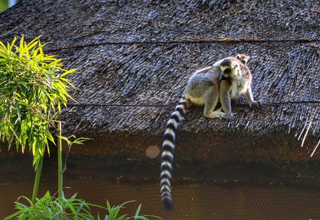 Zoo Wrocław - lemur katta