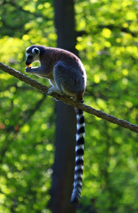 Zoo Wrocław - lemur katta