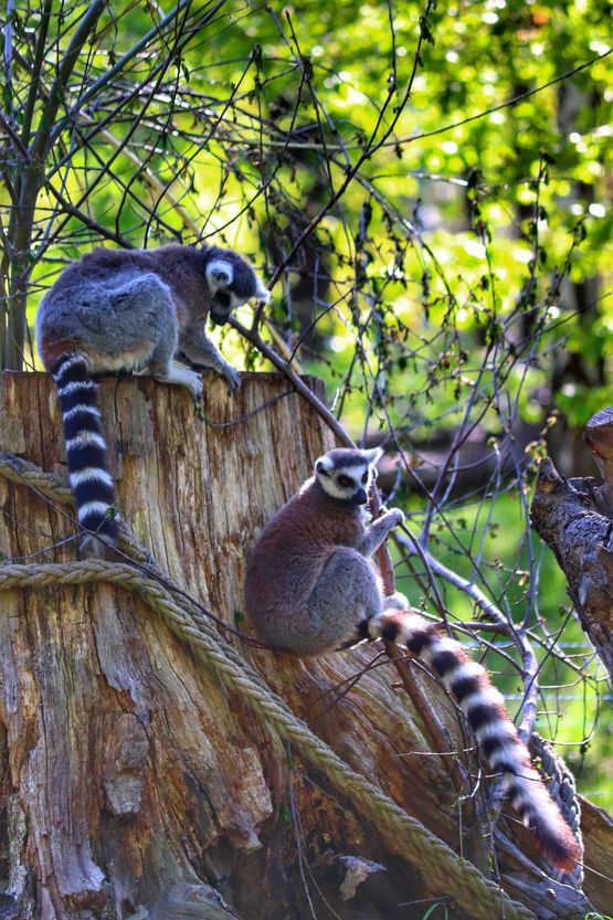 Zoo Wrocław - lemur katta