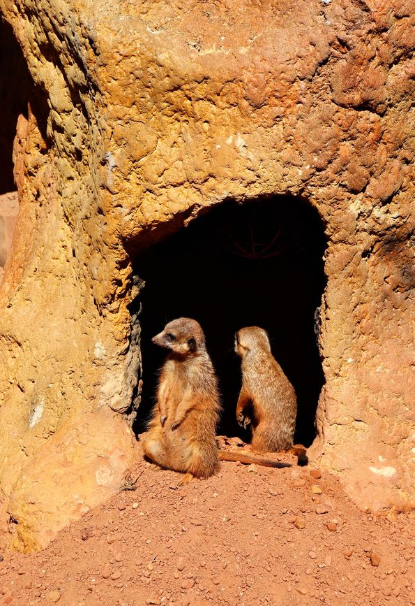 Zoo Wrocław - surykatki
