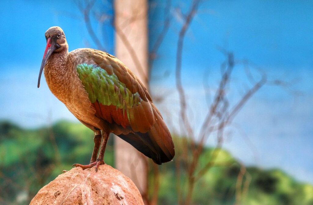 Zoo we Wrocławiu - ibis białowąsy