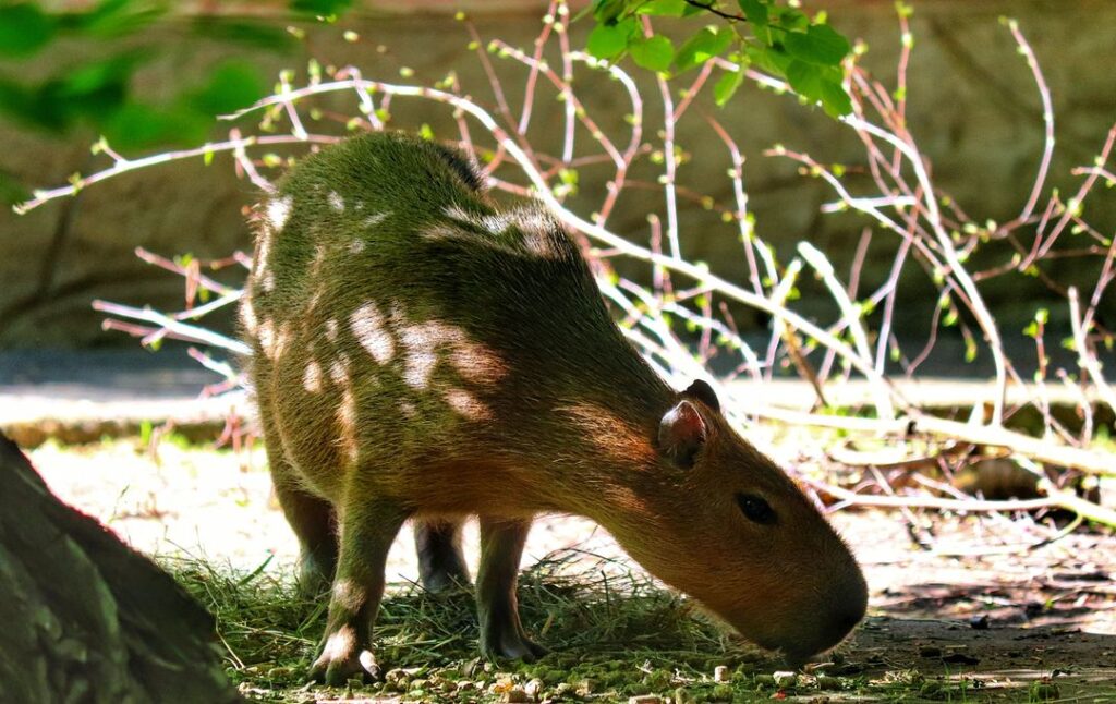 Zoo we Wrocławiu - kapibara