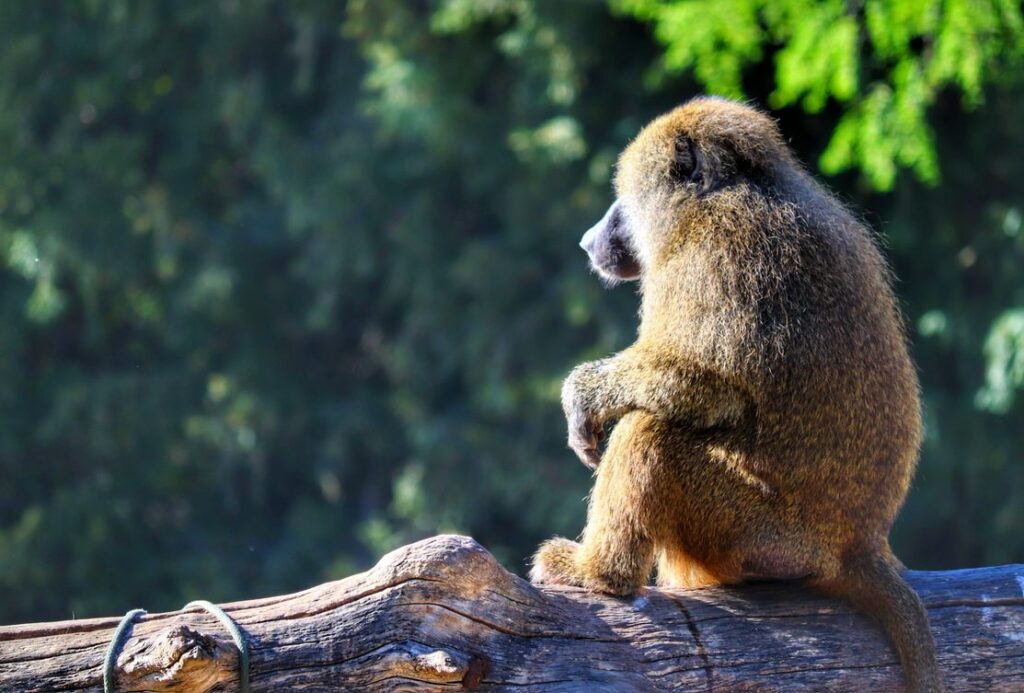Zoo we Wrocławiu - pawian