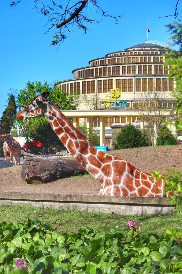 Zoo we Wrocławiu, żyrafa