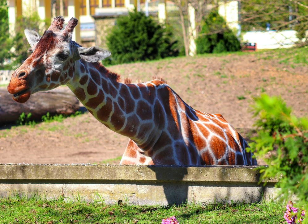 Żyrafa w zoo we Wrocławiu