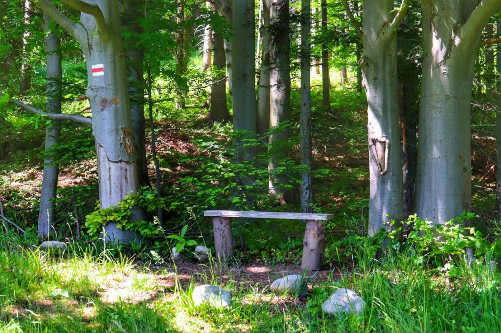 Drzewa, ławeczka na czerwonym szlaku - Oravice