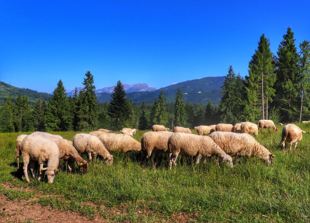Słowacja, Oravice, widok na Tatry, owce