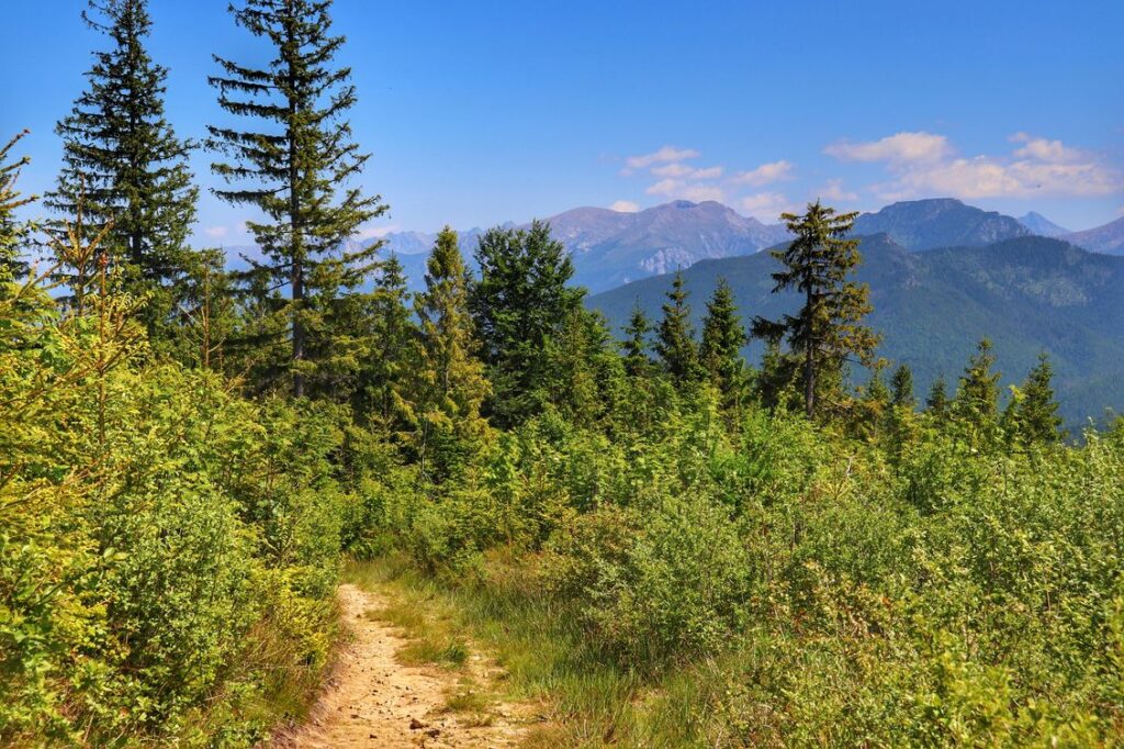 Punkt widokowy na Tatry, leśna ścieżka, Słowacja