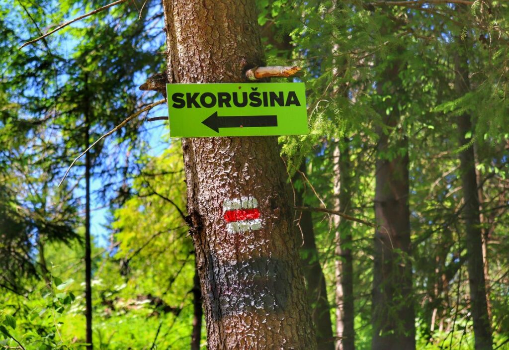 Zielona tabliczka wisząca na drzewie wskazująca kierunek na szczyt Skoruszynie - słow. Skorušina, oznaczenie czerwonego szlaku na drzewie