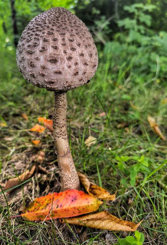 Czubajka kania, las, Słowacja