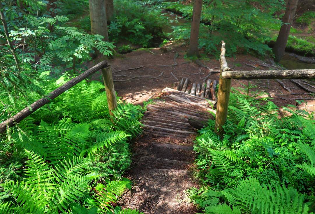 Drewniana Kladka Barierka Srodek Lasu Rezerwat Przyrody Bukovec Czechy 1