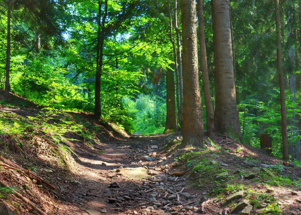 Droga leśna na żółtym szlaku, Oszczadnica