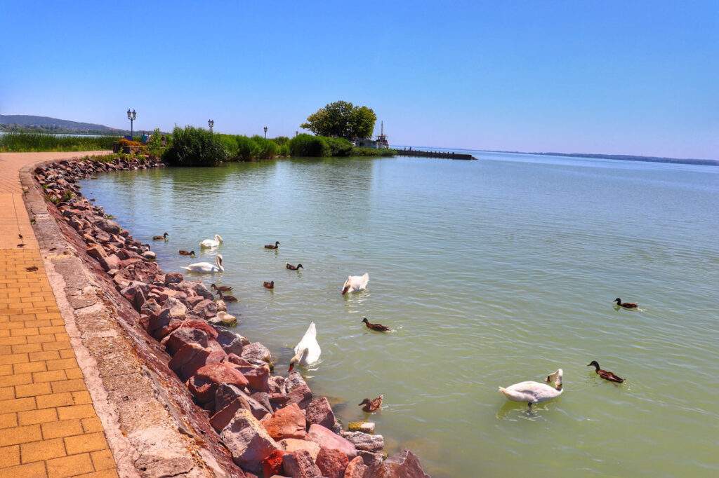 Keszthely, deptak, jezioro Balaton, łabędzie