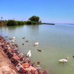 Keszthely, deptak, jezioro Balaton, łabędzie