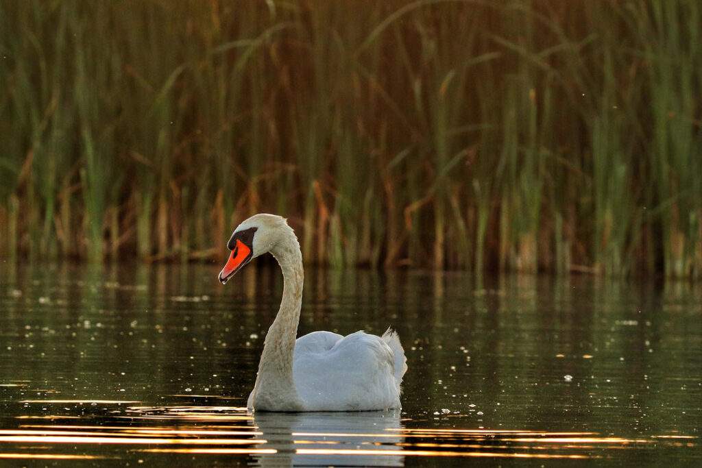 Łabędź niemy, jezioro Balaton, Węgry