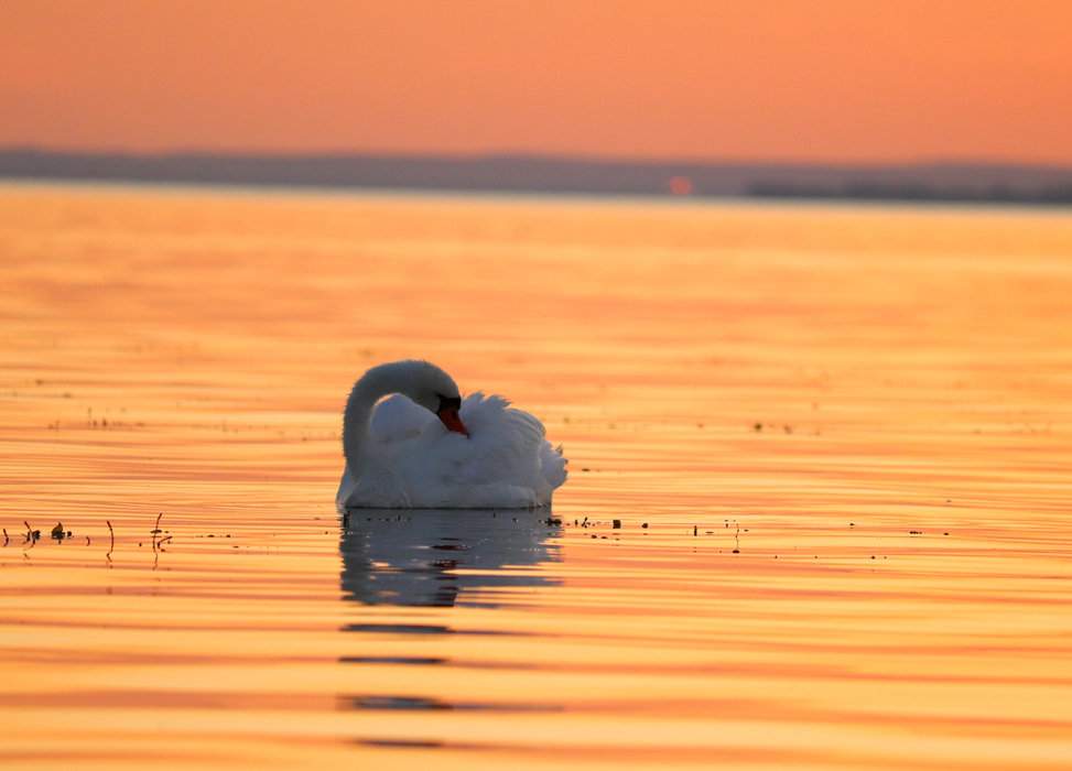 Łabędź niemy, jezioro Balaton, Węgry
