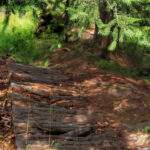 Las świerkowy, drewniana kładka - Rezerwat Przyrody Bukovec w Czechach