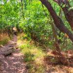 Leśna ścieżka, słoneczny dzień, szlak żółty Tihany