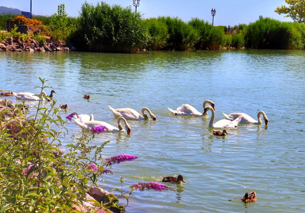 Miasto Keszthely, łabędzie, jezioro Balaton