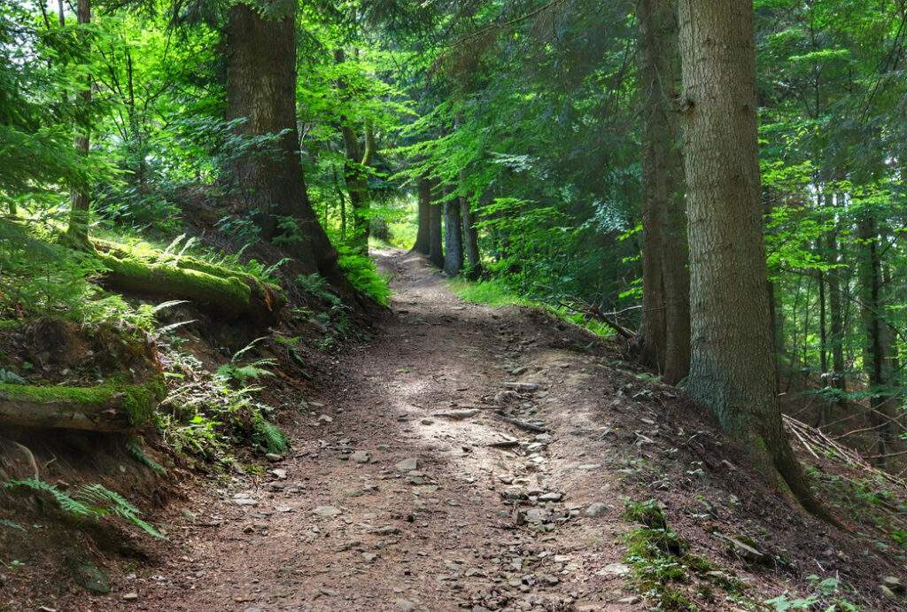 Oszczadnica, szeroka droga leśna, żółty szlak