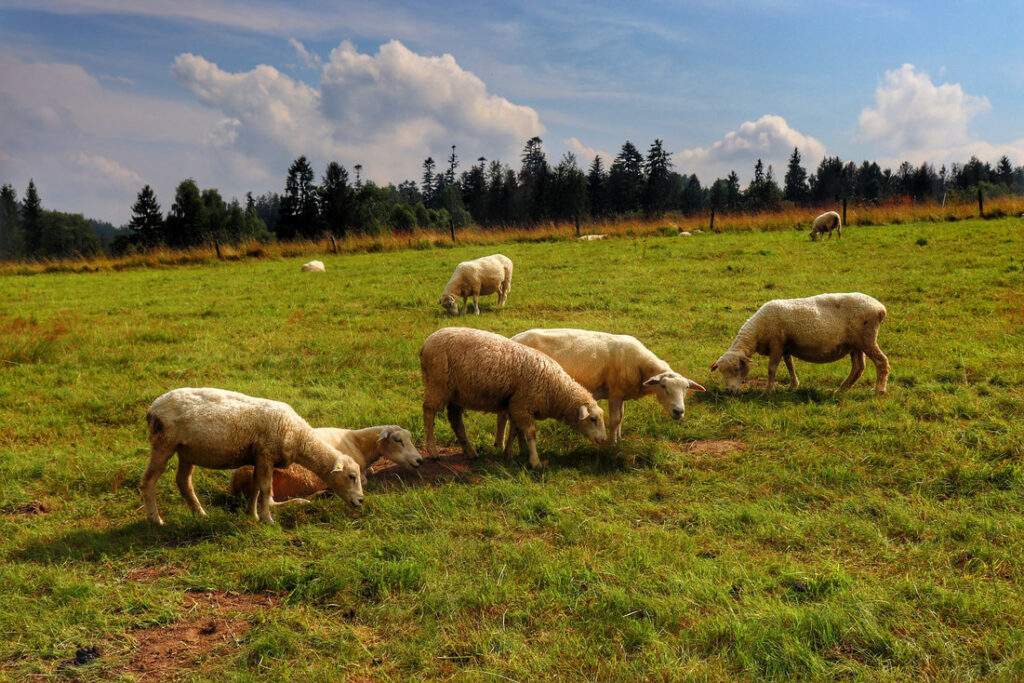 Polana, owieczki - Rezerwat Przyrody Bukovec w Czechach