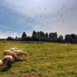 Polana, owieczki - Rezerwat Przyrody Bukovec w Czechach, letnie popołudnie