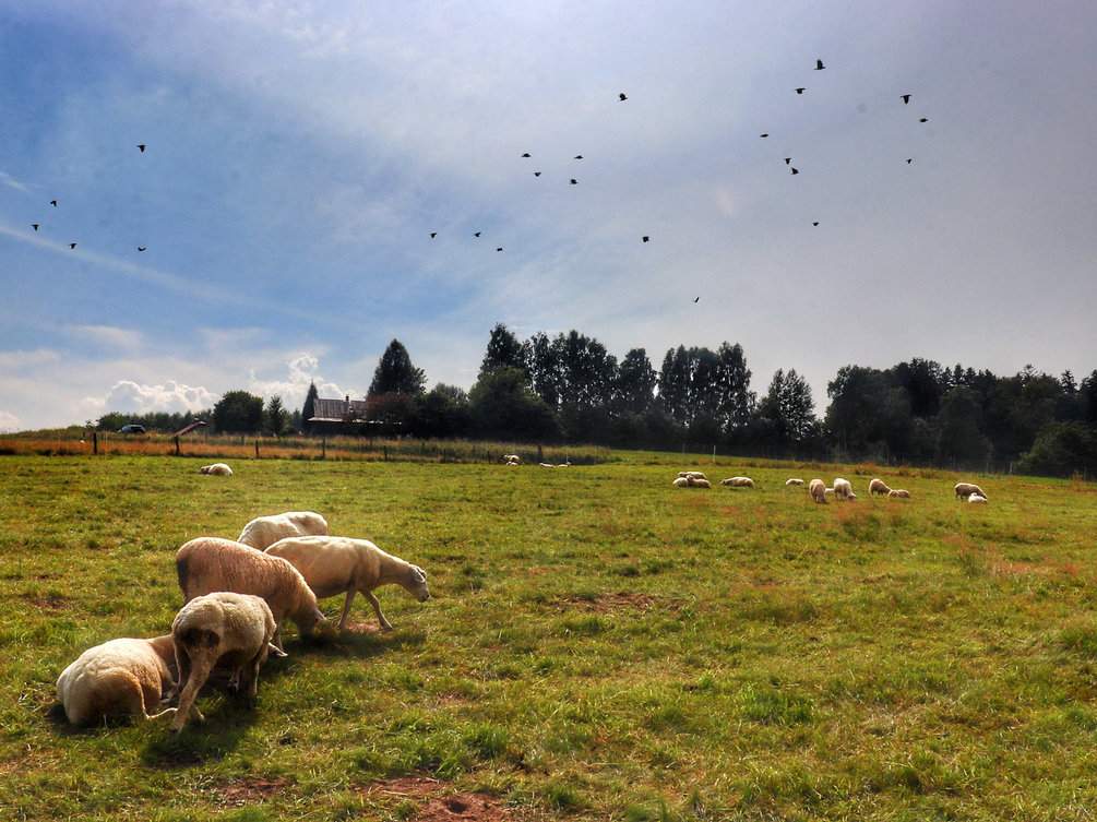 Polana, owieczki - Rezerwat Przyrody Bukovec w Czechach, letnie popołudnie