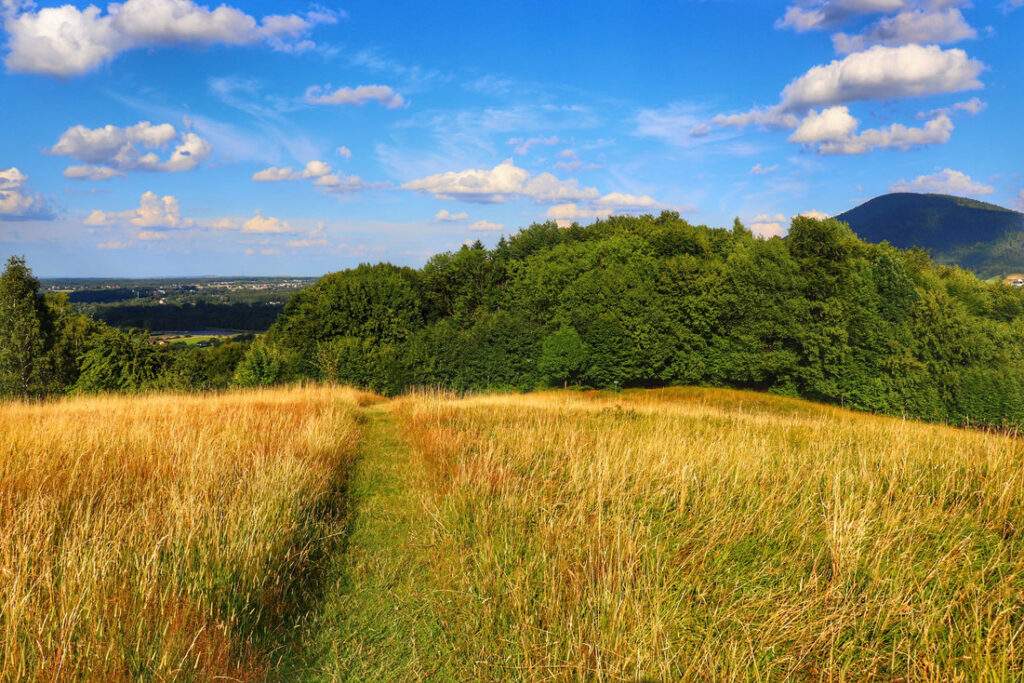 Polana w Beskidzie Małym, ścieżka prowadząca do Zamku Wołek w Kobiernicach