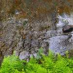 Potok Olecky - Rezerwat Przyrody Bukovec, Czechy