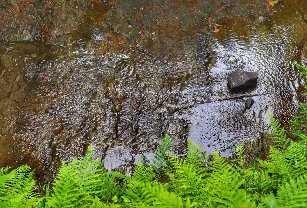 Potok Olecky - Rezerwat Przyrody Bukovec, Czechy