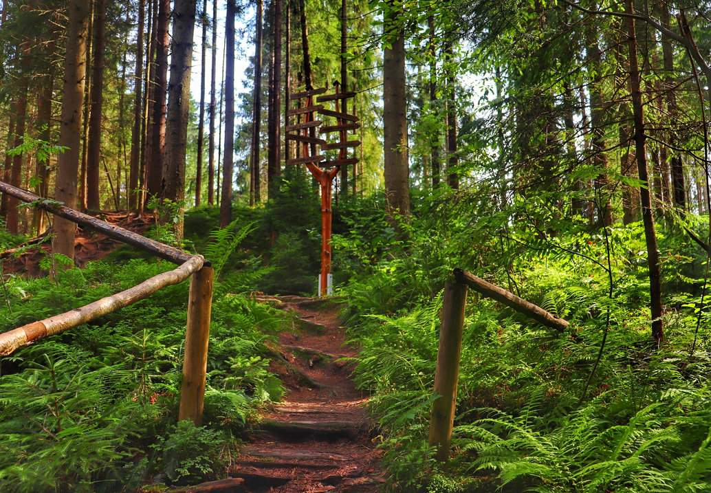 Rezerwat Przyrody Bukovec, Czechy - schodki, drewniana barierka, drewniany drogowskaz