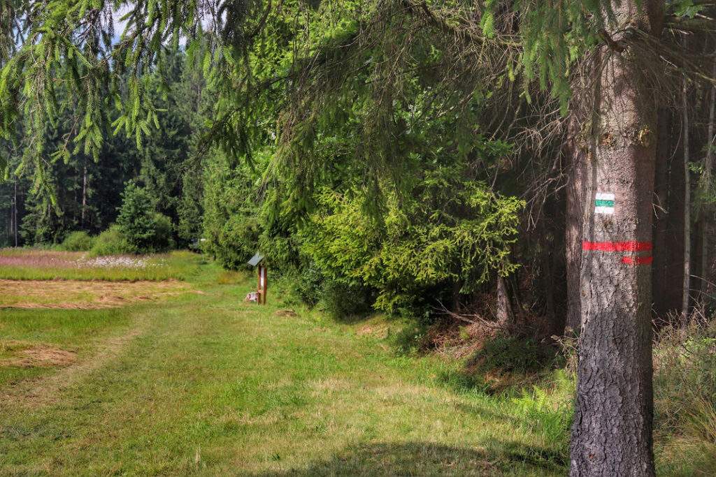 Rezerwat Przyrody Bukovec w Czechach, zielony szlak, las