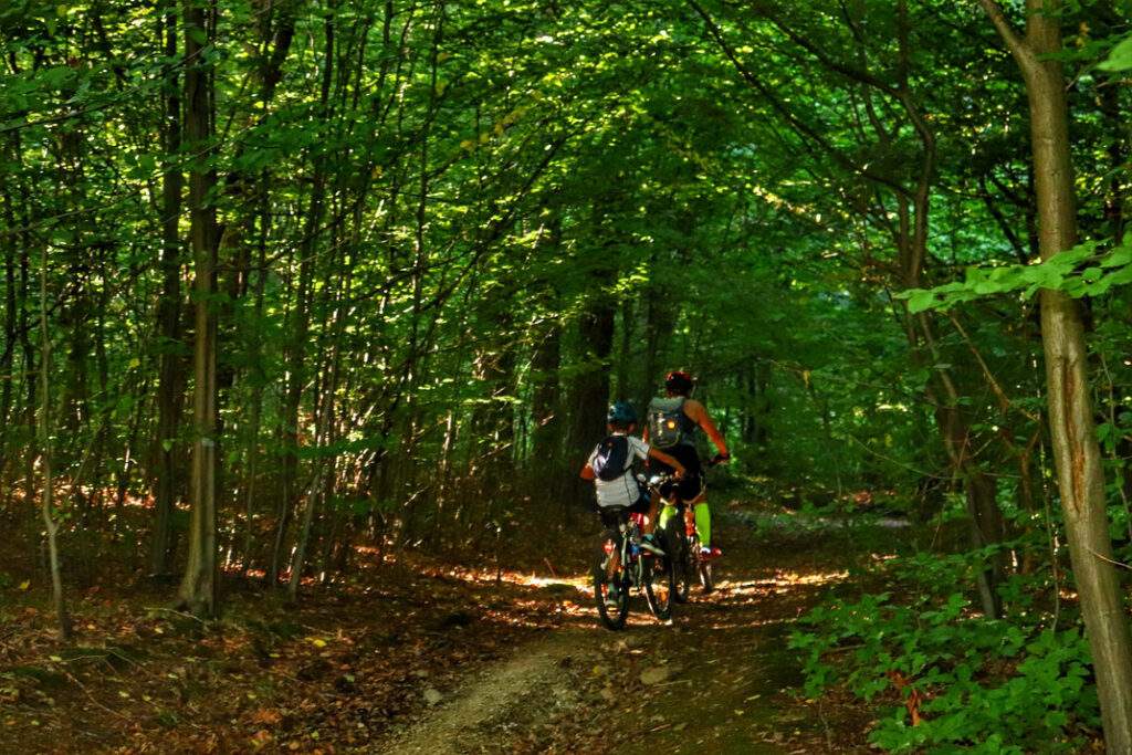 Rowerzyści, las, słoneczny dzień, Porąbka