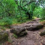 Skały na szlaku do wieży widokowej Tihany, las