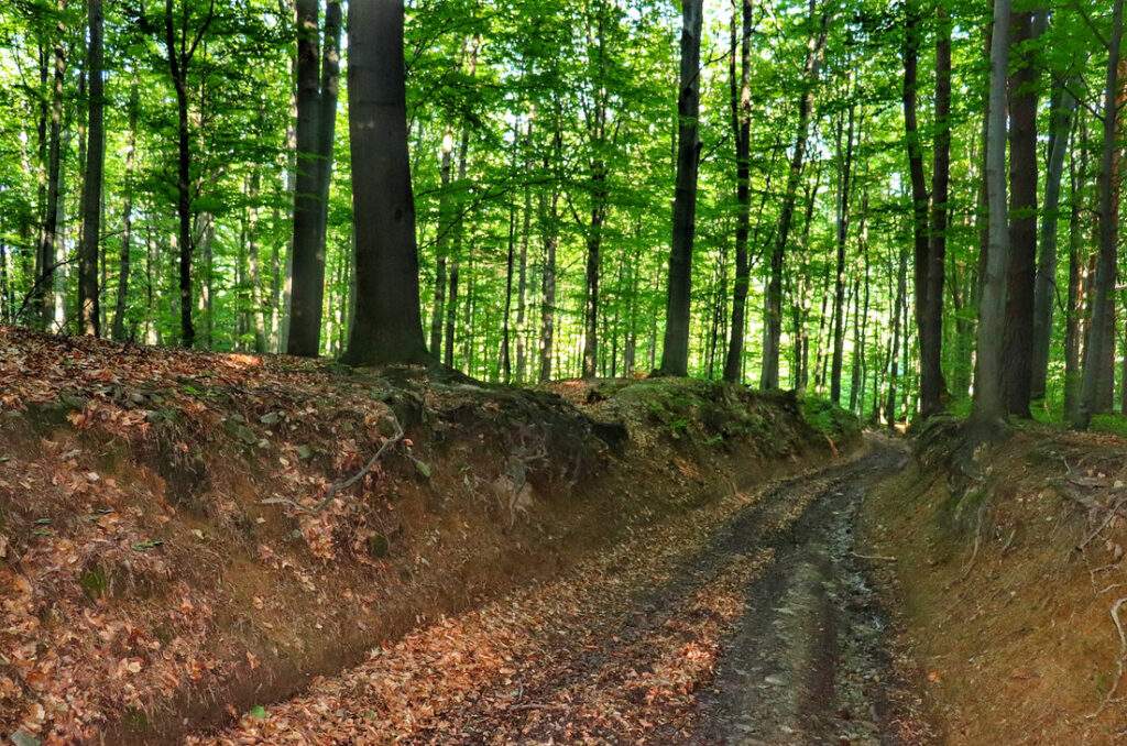 Szeroka, wyboista droga leśna - Beskid Mały