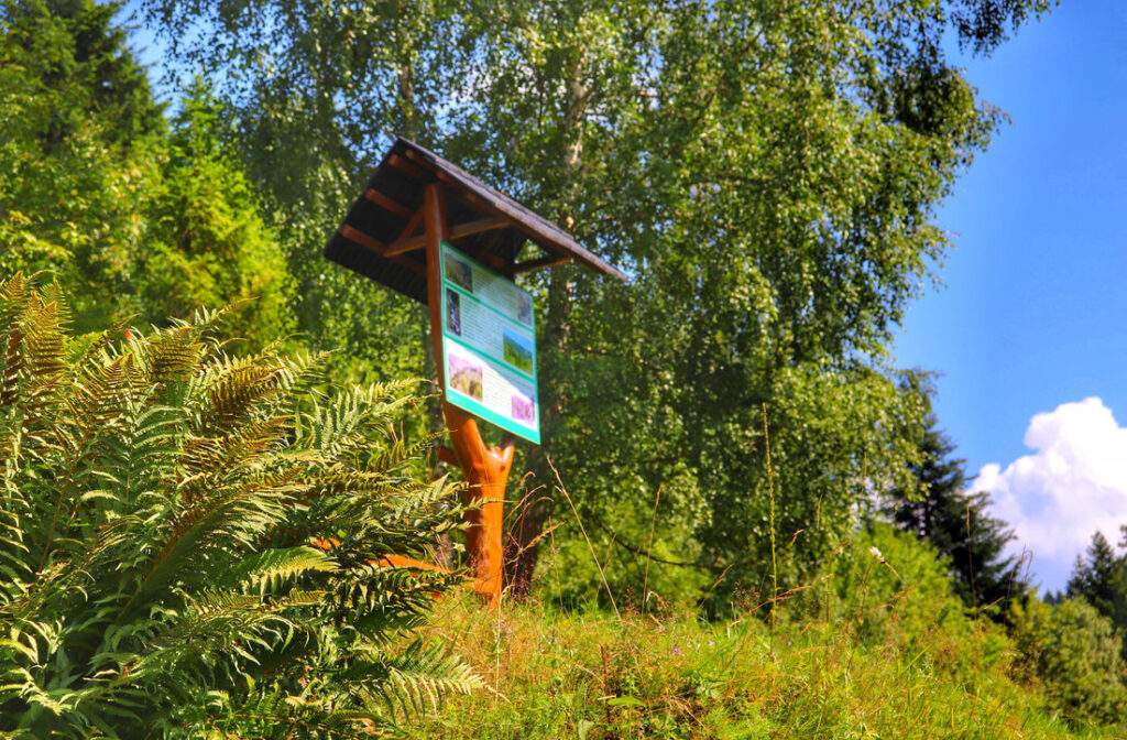 Tablica edukacyjna na żółtym szlaku, Oszczadnica