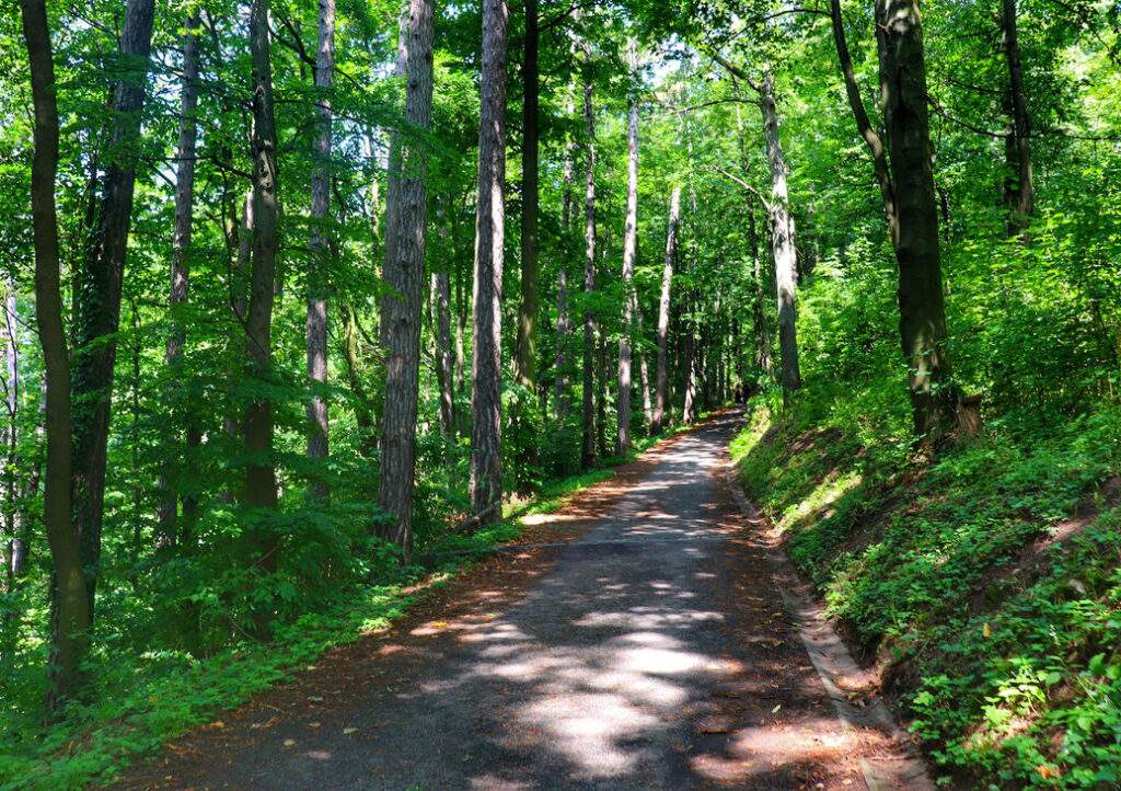 Asfaltowa leśna droga wznosząca się w górę, skąpana w ciepłym świetle letniego popołudnia