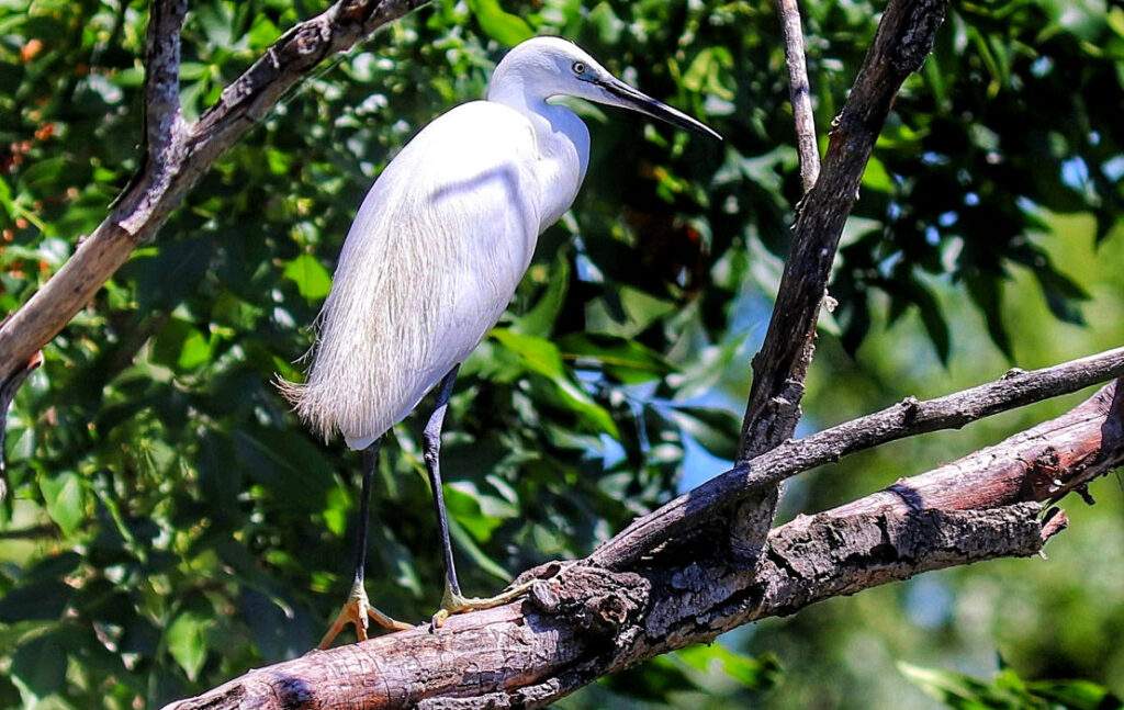 Biała czapla, Kis-Balaton, Węgry