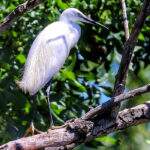 Biała czapla, Kis-Balaton, Węgry