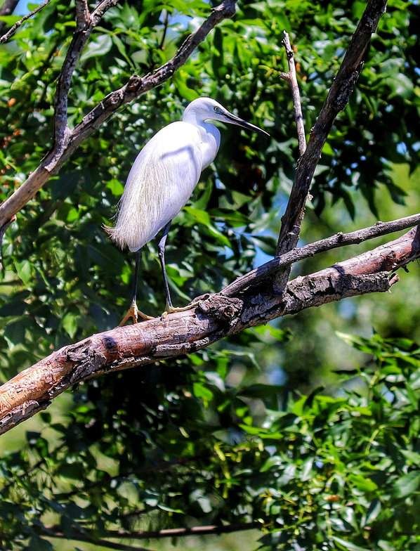 Czapla biała, Mały Balaton (Kis-Balaton)