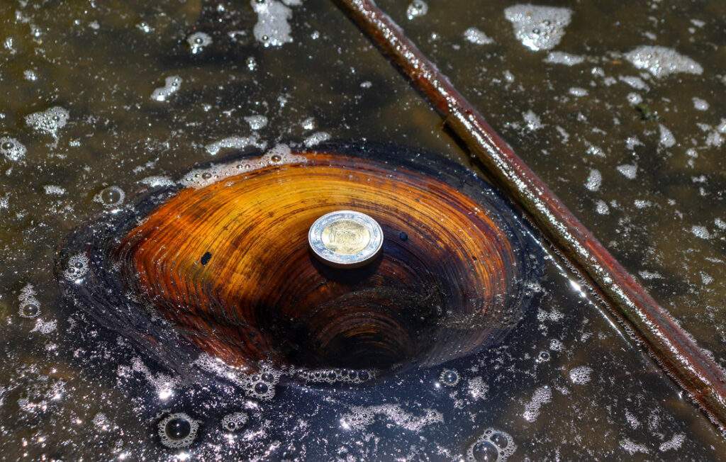 Duża muszla małży - Wyspa Kányavári - Mały Balaton (Kis-Balaton)