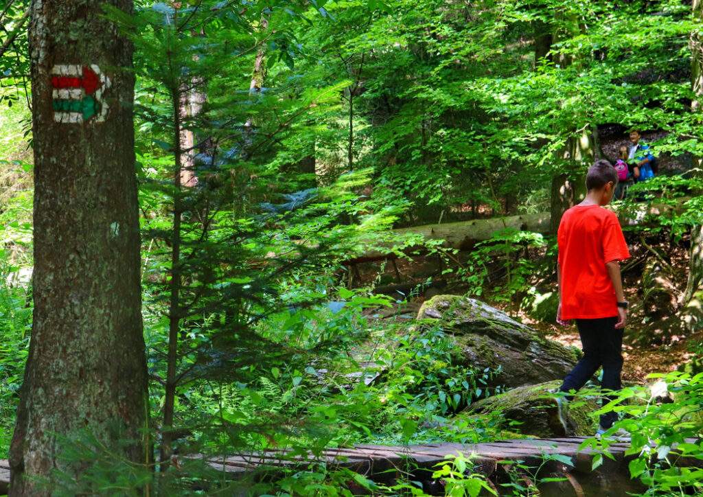 Dziecko, ścieżka leśna, na drzewie oznaczenie kierunku szalku czerwonego, zielonego