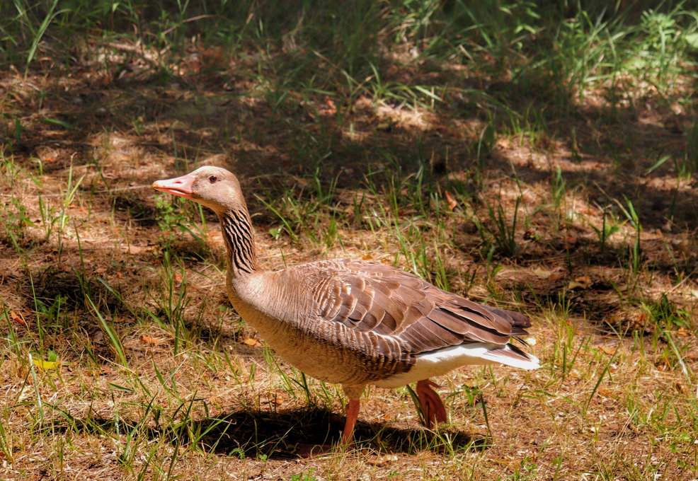 Gęś gęgawa, Mały Balaton
