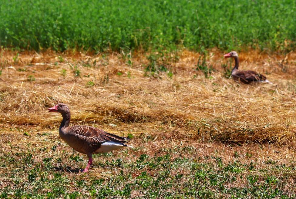 Gęsi gęgawy, Mały Balaton