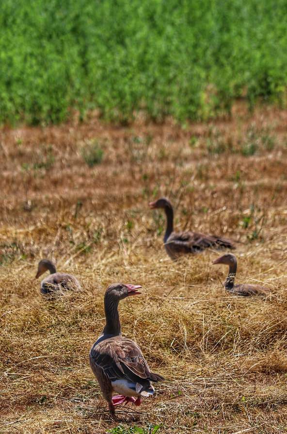 Gęsi gęgawy, Mały Balaton