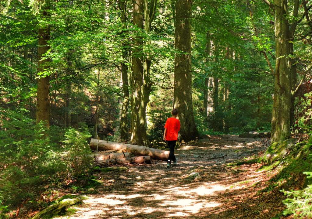 Las, dziecko spacerujące leśną ścieżką, słoneczne popołudnie, Czechy